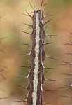 Euphorbia tenuispinosa v robusta PV2737 Ghazi dole GPS186 Kenya 2014 Christian IMG_4520.jpg